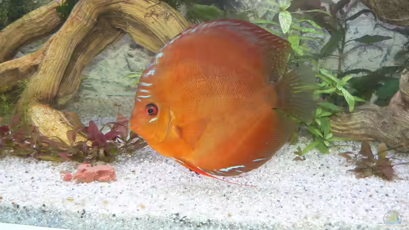 Besatz im Aquarium Diskusbecken von Uwe W (38)