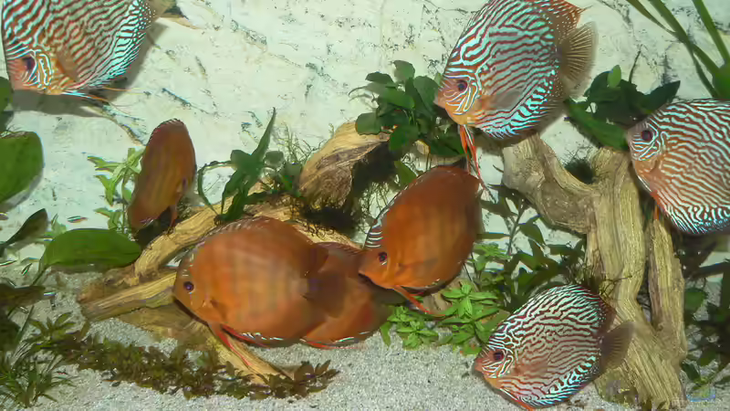 Besatz im Aquarium Diskusbecken von Uwe W (39)