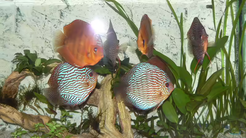 Besatz im Aquarium Diskusbecken von Uwe W (42)