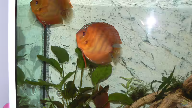 Besatz im Aquarium Diskusbecken von Uwe W (43)