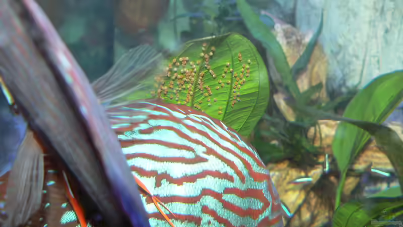Besatz im Aquarium Diskusbecken von Uwe W (49)