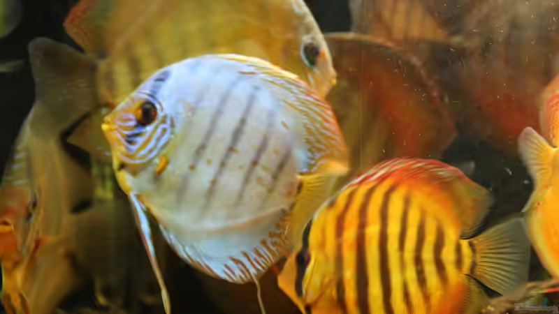 Besatz im Aquarium Diskusdream von Diskusfreak26 (10)