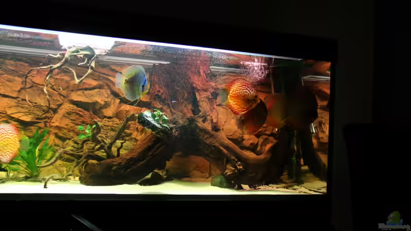 Besatz im Aquarium Diskusdream von Diskusfreak26 (11)
