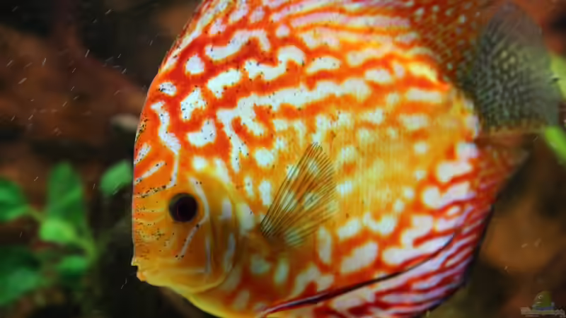 Besatz im Aquarium Diskusdream von Diskusfreak26 (14)