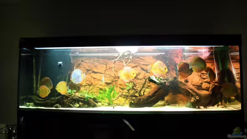 Besatz im Aquarium Diskusdream von Diskusfreak26 (15)