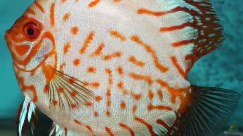 Besatz im Aquarium Diskusdream von Kai Stephanides (12)