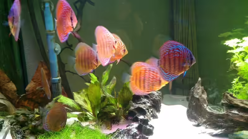 Besatz im Aquarium Diskuseum von diskuseum (16)