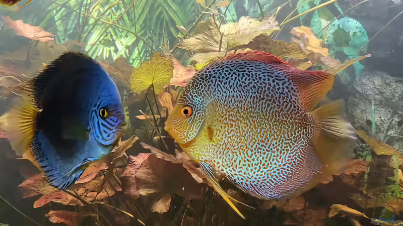 Besatz im Aquarium Diskusgarten von Maka (10)
