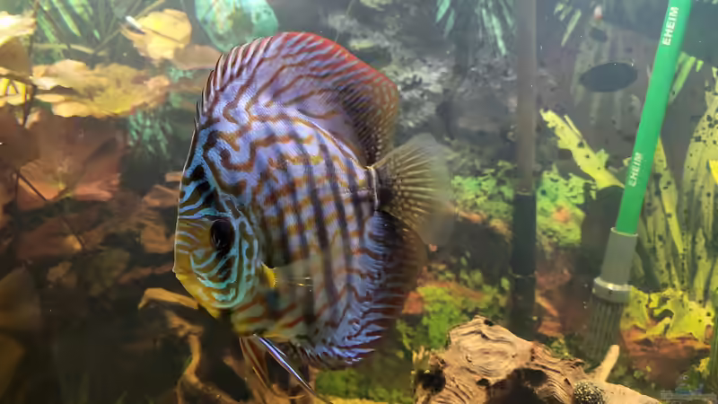 Besatz im Aquarium Diskusgarten von Maka (12)