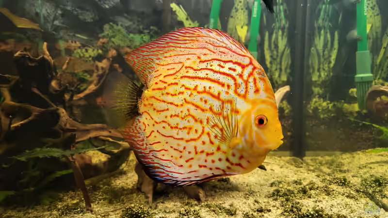 Besatz im Aquarium Diskusgarten von Maka (13)