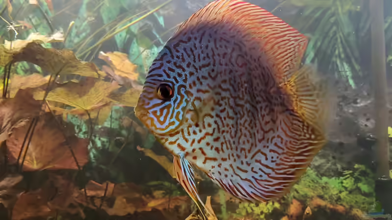 Besatz im Aquarium Diskusgarten von Maka (14)