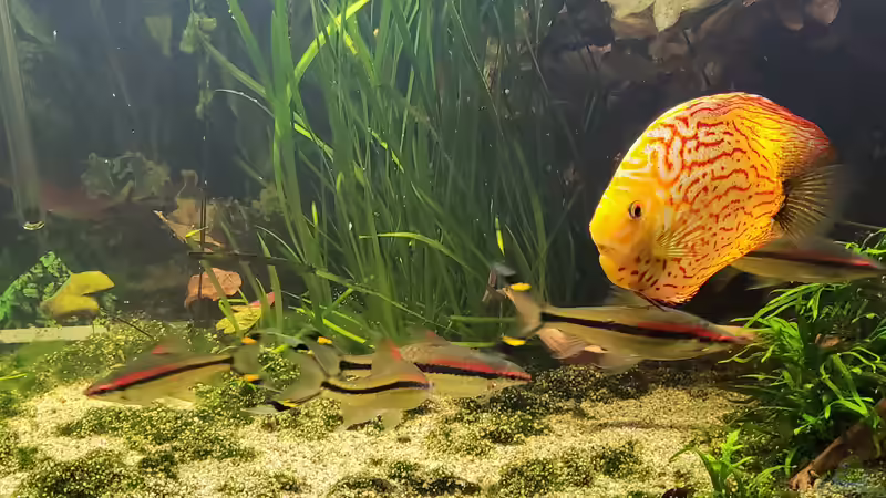 Besatz im Aquarium Diskusgarten von Maka (15)