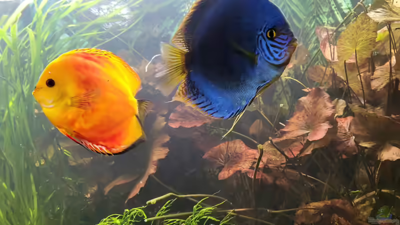 Besatz im Aquarium Diskusgarten von Maka (16)