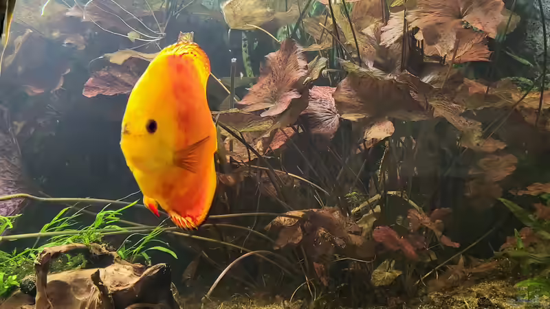 Besatz im Aquarium Diskusgarten von Maka (18)