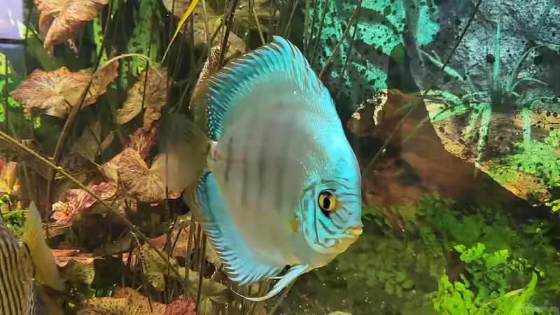 Besatz im Aquarium Diskusgarten von Maka (5)