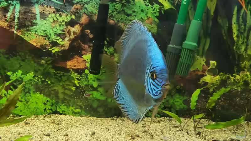 Besatz im Aquarium Diskusgarten von Maka (6)