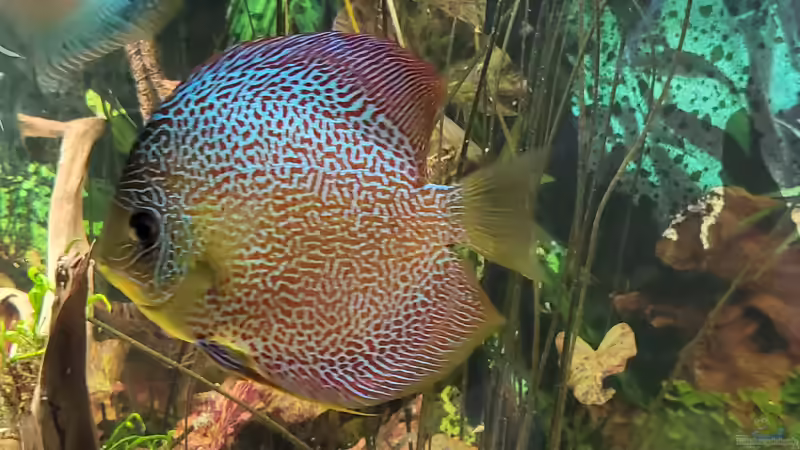 Besatz im Aquarium Diskusgarten von Maka (7)