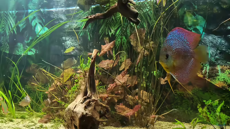 Besatz im Aquarium Diskusgarten von Maka (8)