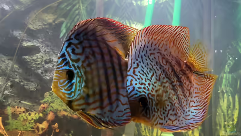 Besatz im Aquarium Diskusgarten von Maka (9)