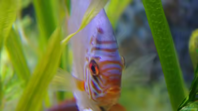 Besatz im Aquarium Diskustraum von patgott (11)