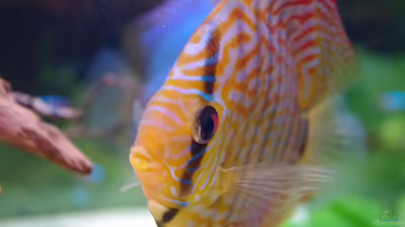 Besatz im Aquarium Diskustraum von patgott (16)