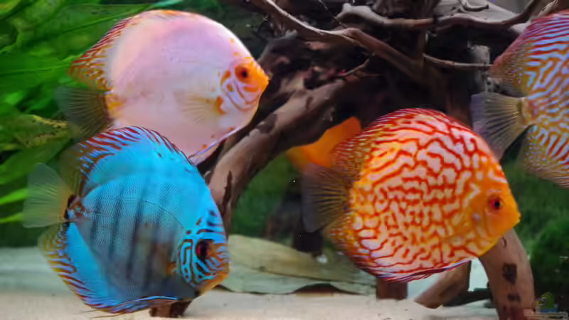 Besatz im Aquarium Diskustraum von patgott (7)