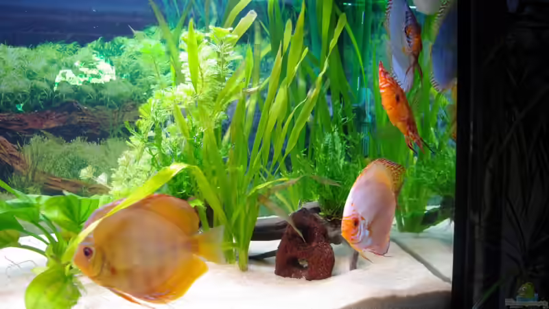 Besatz im Aquarium Diskustraum von patgott (8)