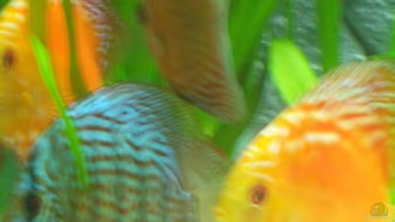 Besatz im Aquarium DiskusVision von Diego386 (4)