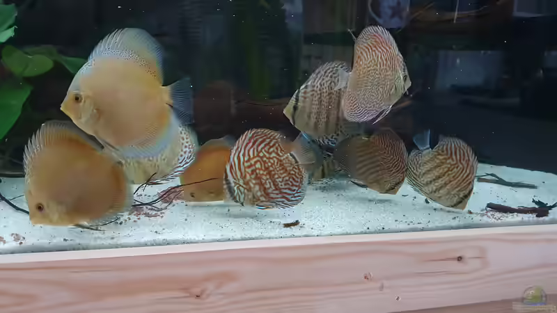 Besatz im Aquarium DiskusWanne von Steven Tumma (22)
