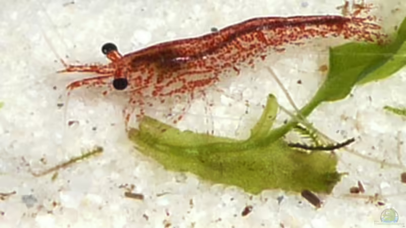 Besatz im Aquarium DNC von Cichlid Power (12)