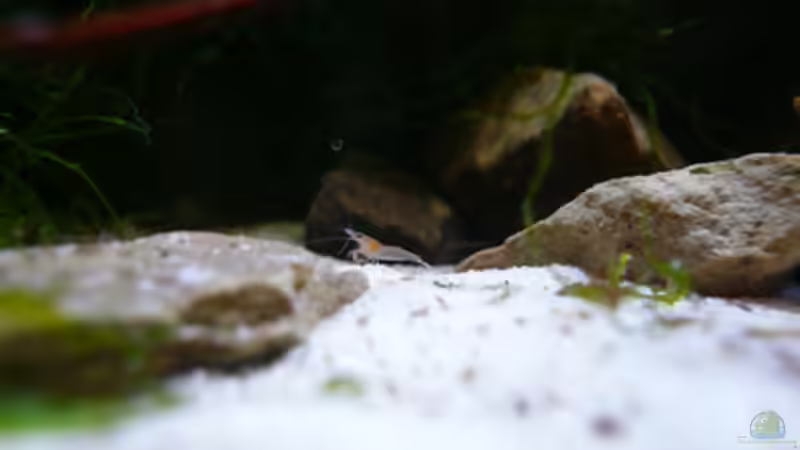 Besatz im Aquarium DNC von Cichlid Power (13)