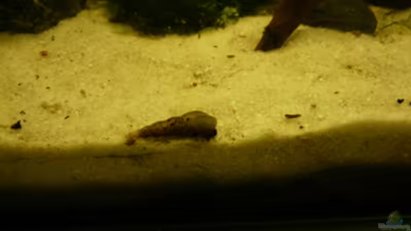 Besatz im Aquarium DNC von Cichlid Power (15)