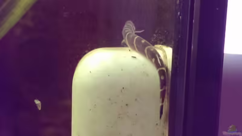 Besatz im Aquarium Dornaugenbiotop von Niklas125 (27)