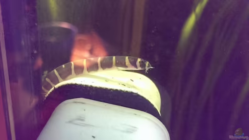 Besatz im Aquarium Dornaugenbiotop von Niklas125 (28)