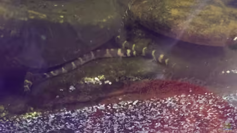 Besatz im Aquarium Dornaugenbiotop von Niklas125 (29)