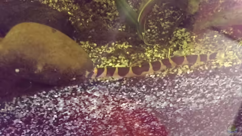 Besatz im Aquarium Dornaugenbiotop von Niklas125 (30)