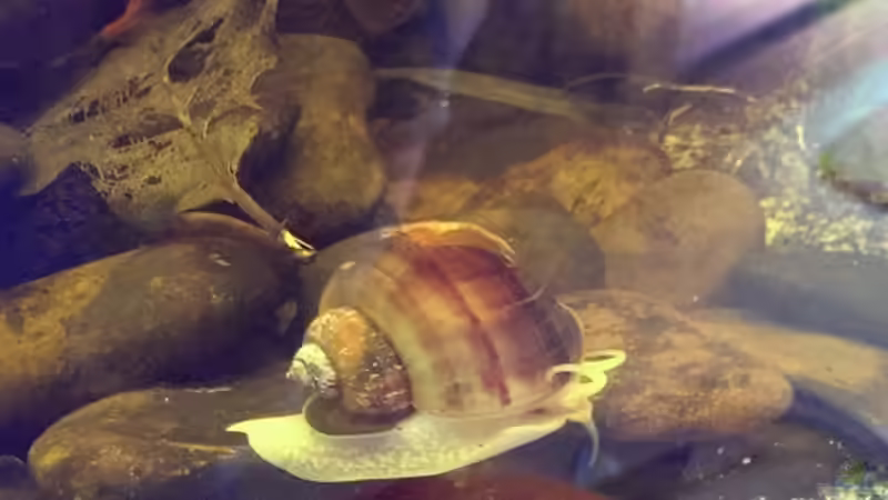 Besatz im Aquarium Dornaugenbiotop von Niklas125 (33)