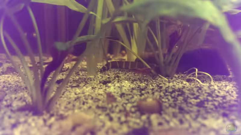 Besatz im Aquarium Dornaugenbiotop von Niklas125 (35)