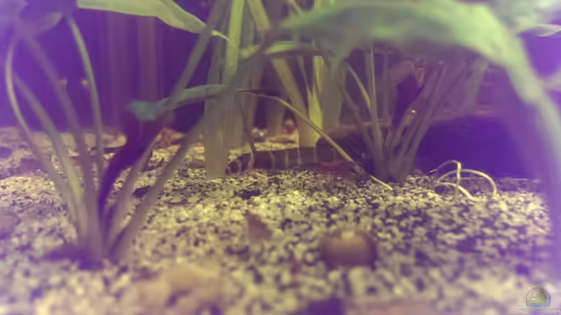 Besatz im Aquarium Dornaugenbiotop von Niklas125 (37)