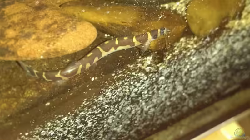 Besatz im Aquarium Dornaugenbiotop von Niklas125 (38)