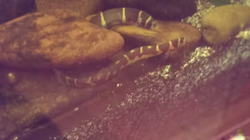 Besatz im Aquarium Dornaugenbiotop von Niklas125 (40)