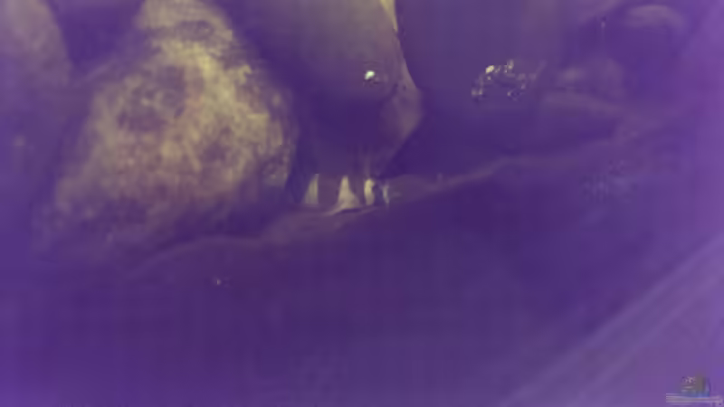 Besatz im Aquarium Dornaugenbiotop von Niklas125 (41)