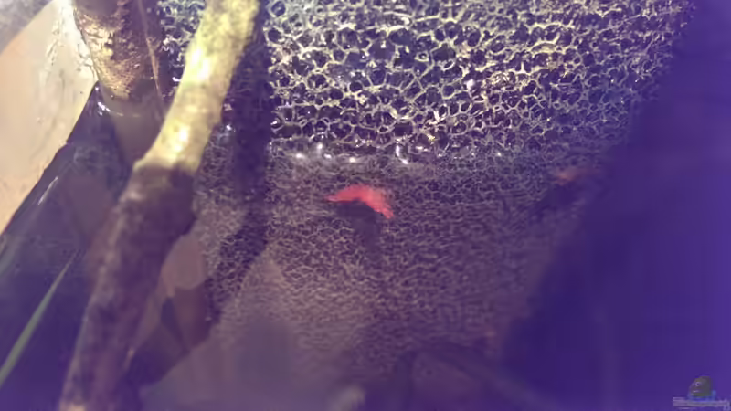 Besatz im Aquarium Dornaugenbiotop von Niklas125 (42)