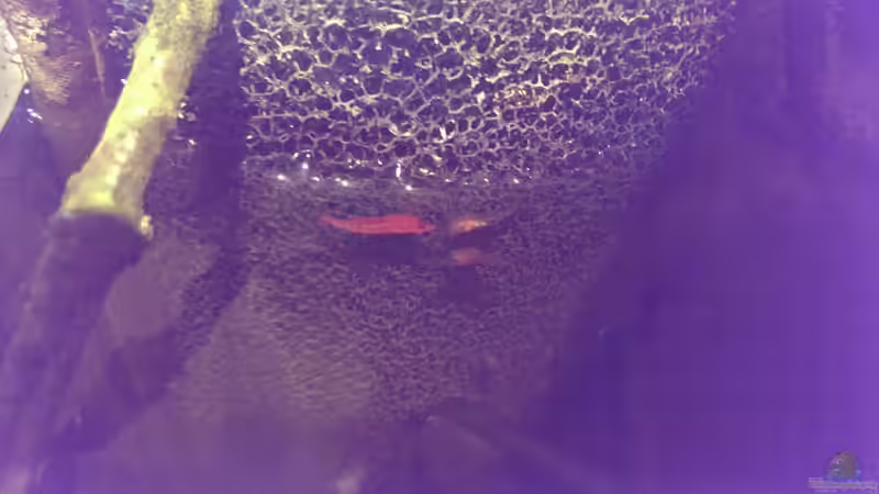 Besatz im Aquarium Dornaugenbiotop von Niklas125 (43)