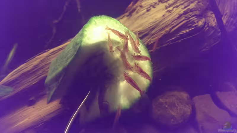 Besatz im Aquarium Dornaugenbiotop von Niklas125 (44)