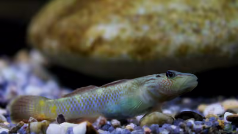 Besatz im Aquarium Drachen Tank von die Perle... (10)