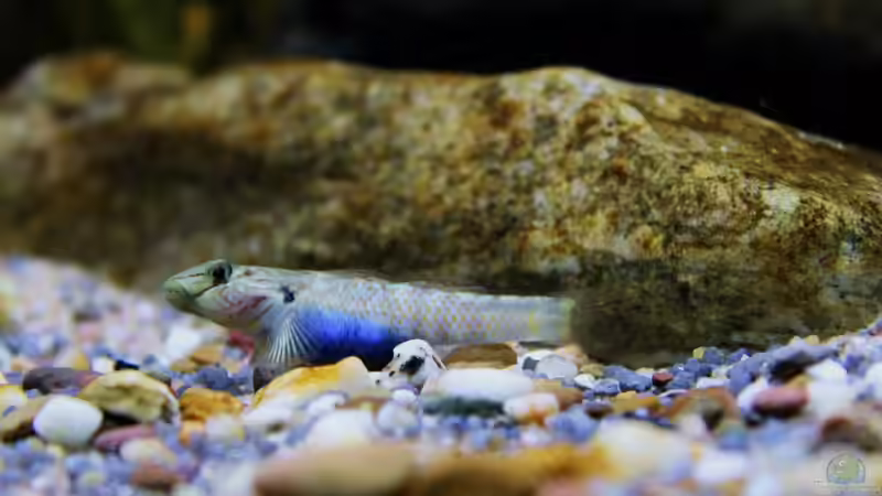 Besatz im Aquarium Drachen Tank von die Perle... (11)
