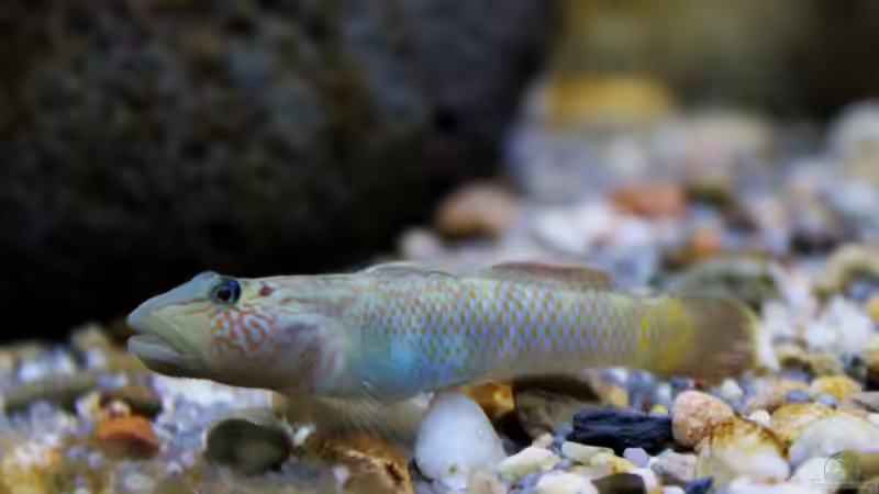 Besatz im Aquarium Drachen Tank von die Perle... (5)