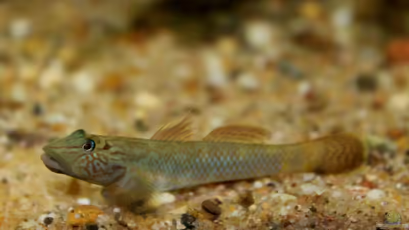 Besatz im Aquarium Drachen Tank von die Perle... (6)