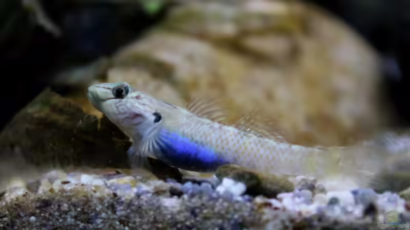 Besatz im Aquarium Drachen Tank von die Perle... (8)